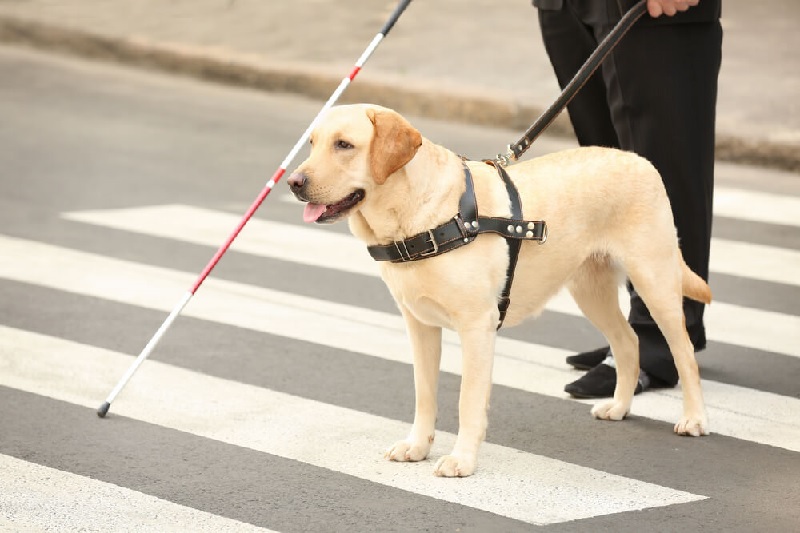 4月の最終水曜日は「国際盲導犬の日」
