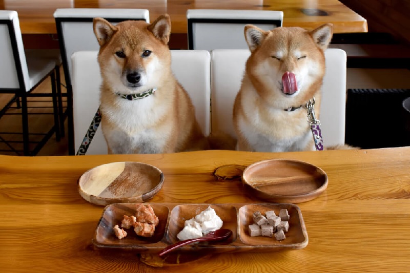 【京都】関西で大人気のオフ会♪ペットも一緒にお食事できるレストランで愛犬とビュッフェを楽しもう