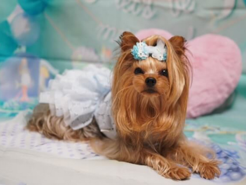 目を引く可愛さ！「CREA(クレア)」の3段フリルワンピース｜記事｜わん