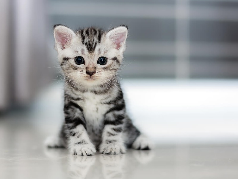 2月22日は猫の日|自宅でできる愛猫の健康チェック