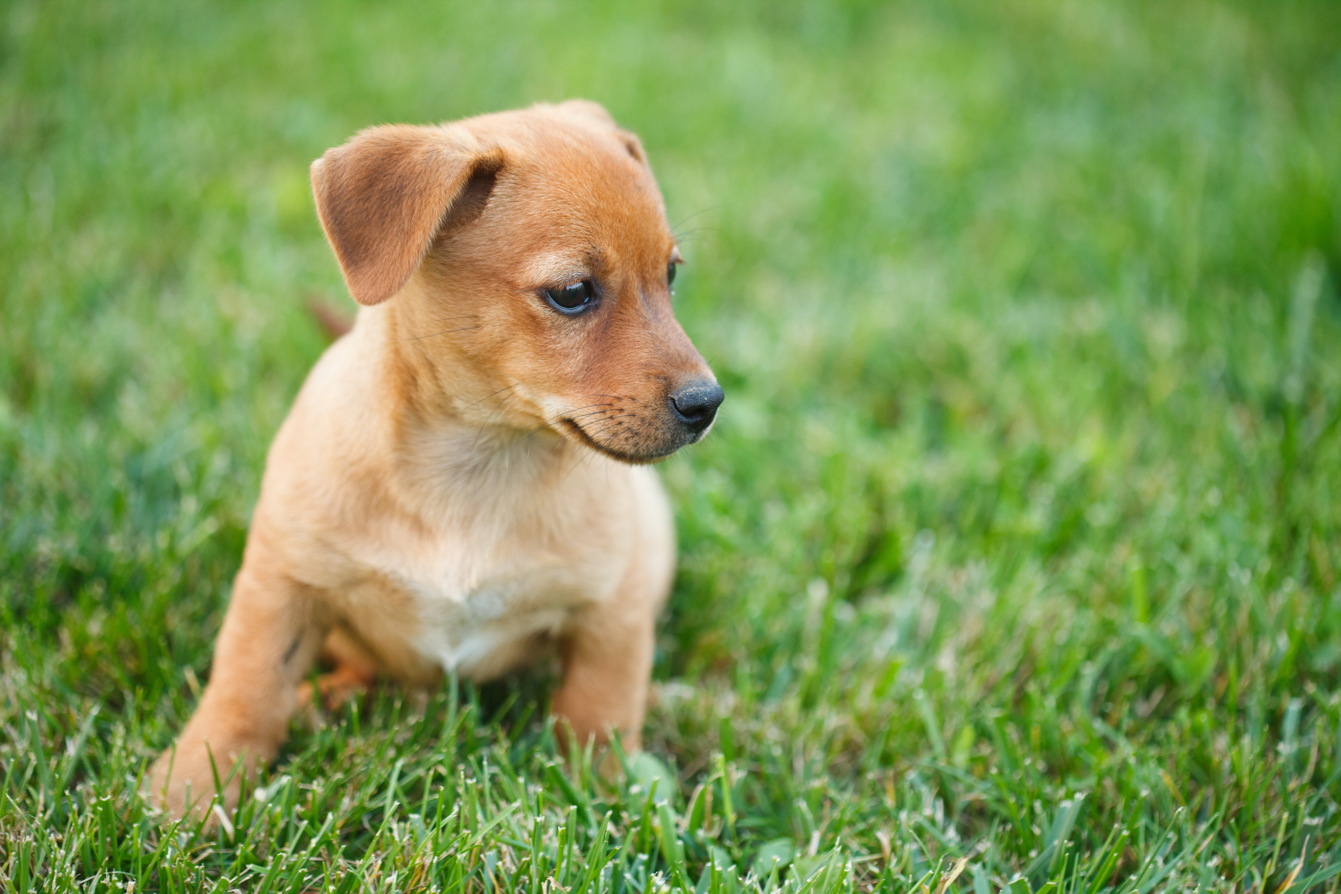 【獣医師執筆】犬に起こる子宮内膜炎及び子宮蓄膿症