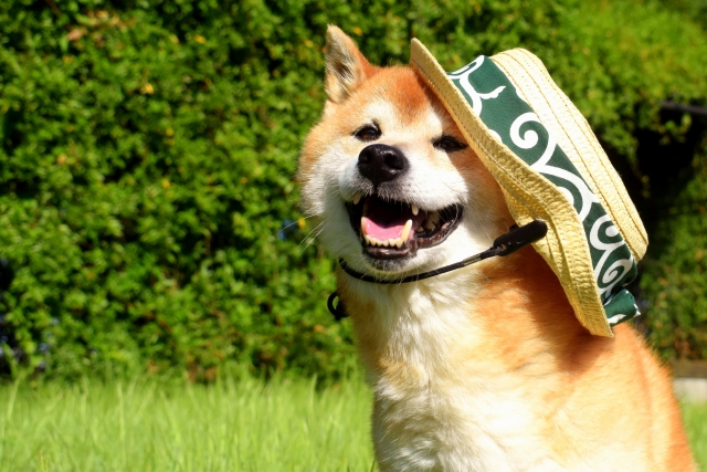 犬にも紫外線対策が必要!考えられる影響や注意が必要な犬種を紹介
