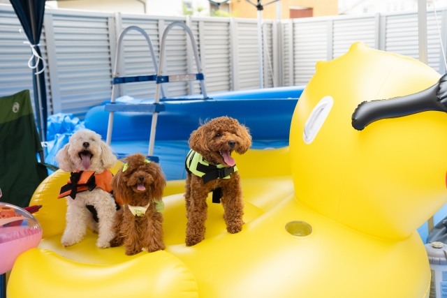 愛犬とプールで遊ぼう！シーン別の楽しみ方や注意点を紹介