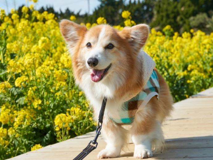 犬の膝蓋骨脱臼（パテラ）とは？概要・グレード・原因・予防法を紹介