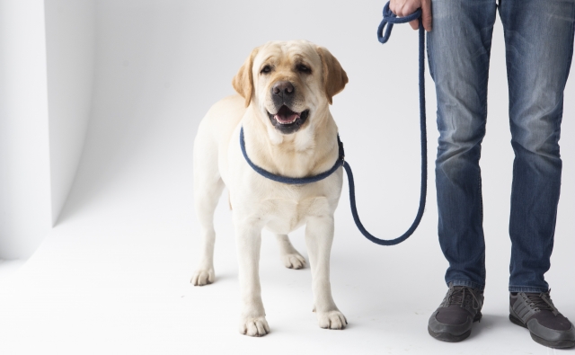 2025年4月30日は「国際盲導犬の日」！飼育ボランティアの現状について