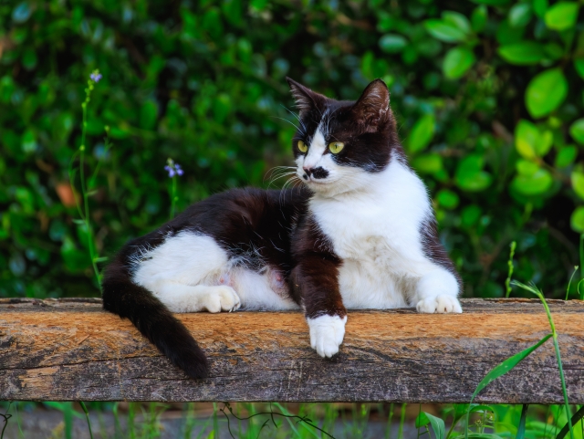 野良猫を見つけたときの対処法｜保護すべき？安全な対応を解説