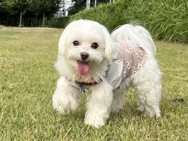 犬のかわいさ再確認！犬をかわいいと感じるのには科学的根拠がある？