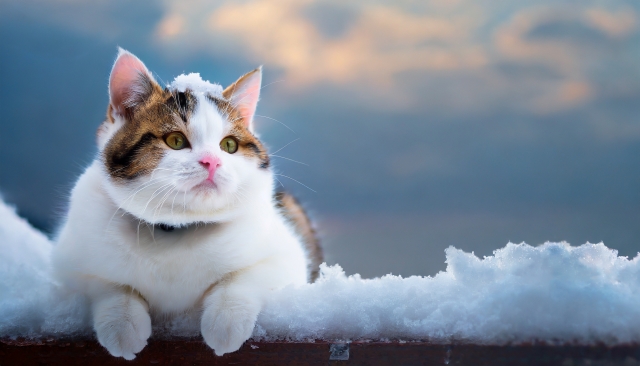 【ねこちゃんの冬対策を完全ガイド】飼い主さんの疑問を解決