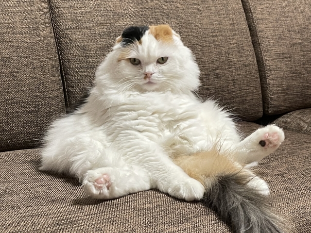 春になるとねこちゃんの抜け毛はなぜ増える？換毛期の理由と正しい対策