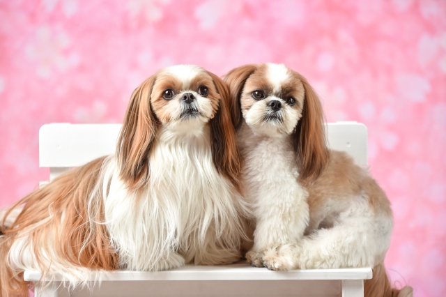 春は犬の発情が多い季節！発情期に起こる変化や対処法を紹介