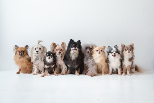 犬は季節の変わり目に敏感！春から夏にかけて注意したいこと5つ