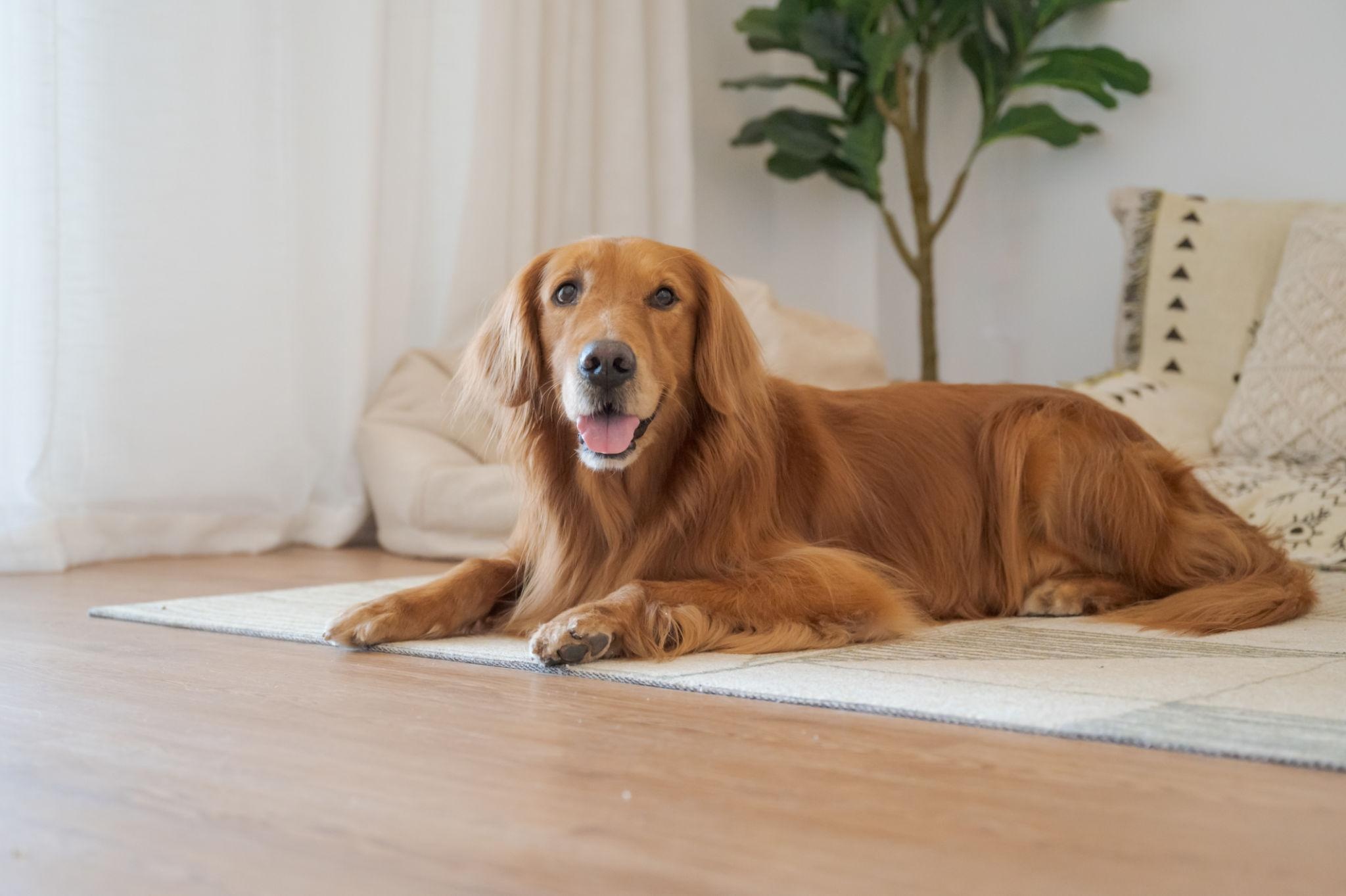 残暑に要注意！8月・9月に気をつけたい犬の熱中症対策5つ