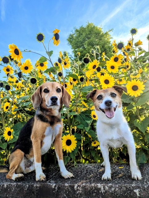 夏の花火・雷が苦手な愛犬のためにできることは？夜泣きや不安行動への対処法4つ