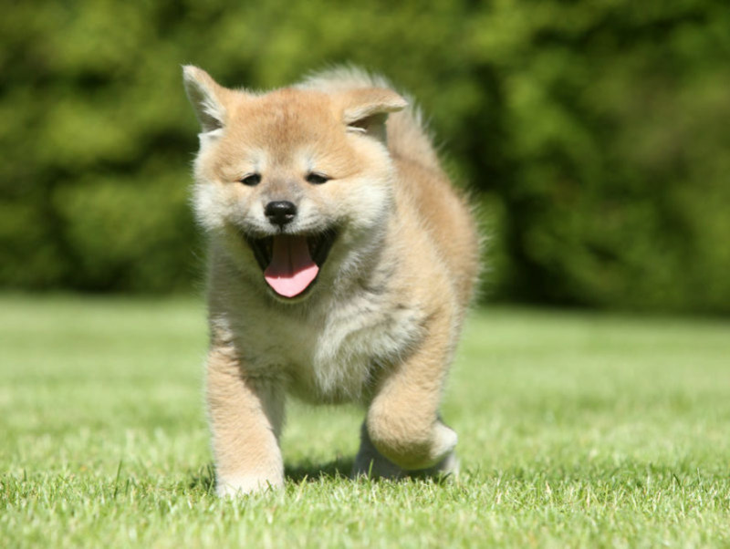 獣医師執筆 セルフチェックで見つかることも 犬の死因の多くを占める病気とは 記事 わんにゃ365 今日も明日もワンダフル 獣医師執筆 セルフチェックで見つかることも 犬の死因の多くを占める病気とは 記事 わんにゃ365 今日も明日もワンダフル