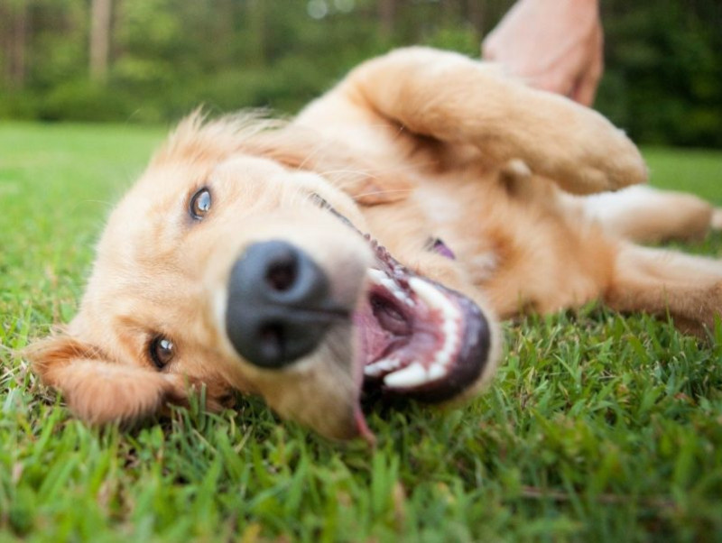 愛玩動物飼養管理士執筆 セーターやマフラーにもなる 犬の抜け毛を 再利用 する方法 記事 わんにゃ365 今日も明日もワンダフル