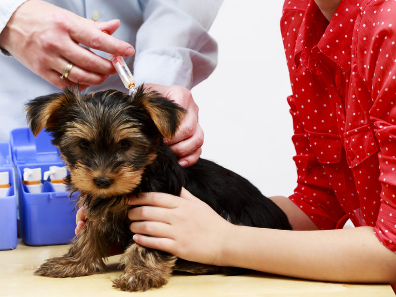 【獣医師執筆】子犬にワクチンはいつ接種する?種類は?獣医師がワクチンの疑問を徹底解説
