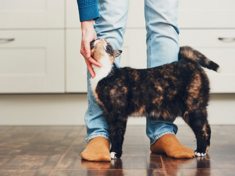 初めて猫を飼う方必見 獣医が教える猫の選び方や準備すること 記事 わんにゃ365 今日も明日もワンダフル