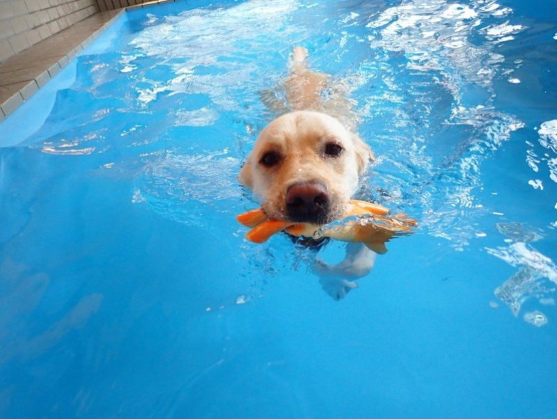 運動不足にもってこい 暑い夏は江東区 綱吉の湯 犬のプール へ行こう 記事 わんにゃ365 今日も明日もワンダフル