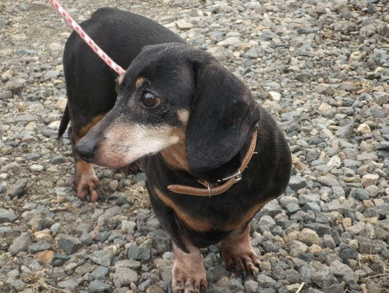 逆輸入 犬と猫の実践保定法 : スムーズな診療を行うために 基本編 犬と 