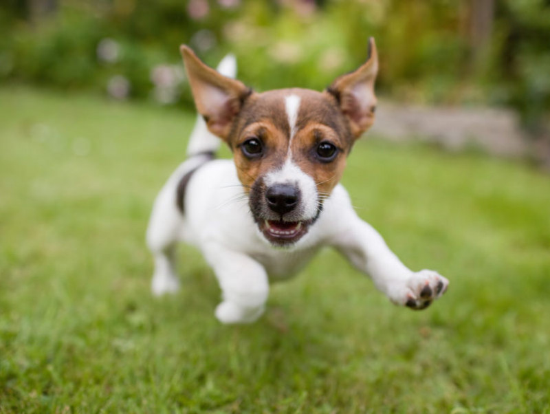 犬も アレルギー にかかる 主な症状と対策を獣医師が徹底解説 記事 わんにゃ365 今日も明日もワンダフル