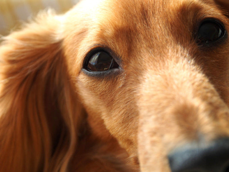 獣医師執筆 犬の視界も白黒じゃない 知っておきたい犬の視界と目の病気 記事 わんにゃ365 今日も明日もワンダフル