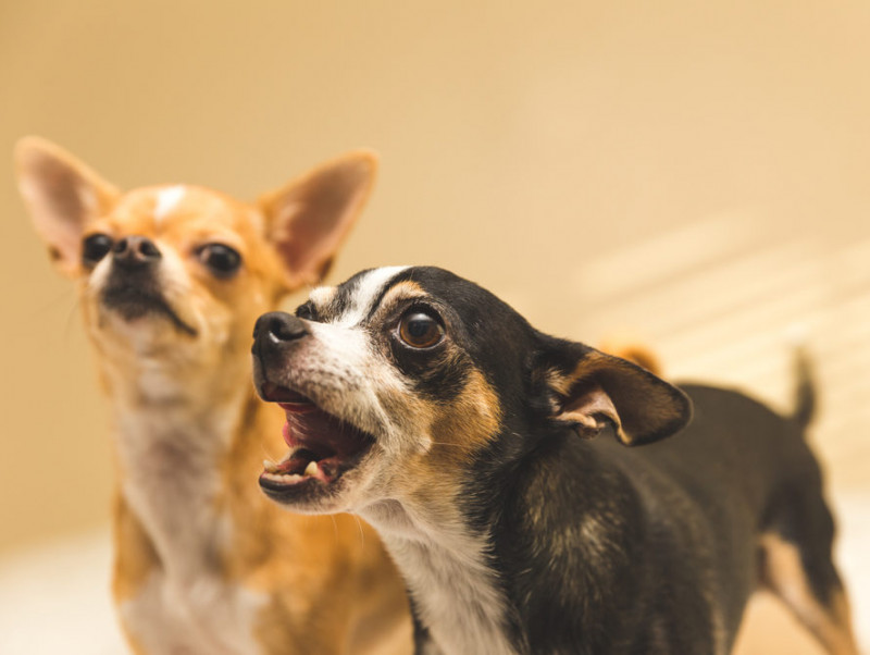 【獣医師執筆】犬の「無駄吠え」なんでするの？その理由と上手な向き合い方