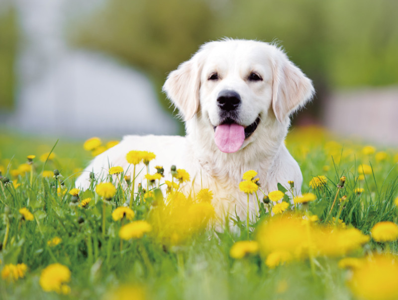 玉ねぎはあげちゃダメ qで犬が食べたらngの食材とおすすめレシピ 記事 わんにゃ365 今日も明日もワンダフル