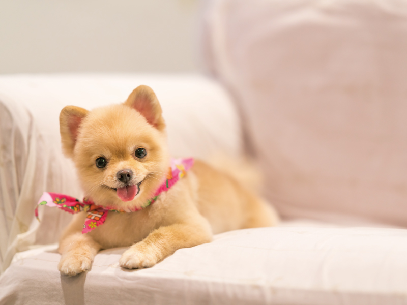 【獣医師執筆】硬さ・におい・色・回数…「犬のうんちで見る」簡単健康チェック法
