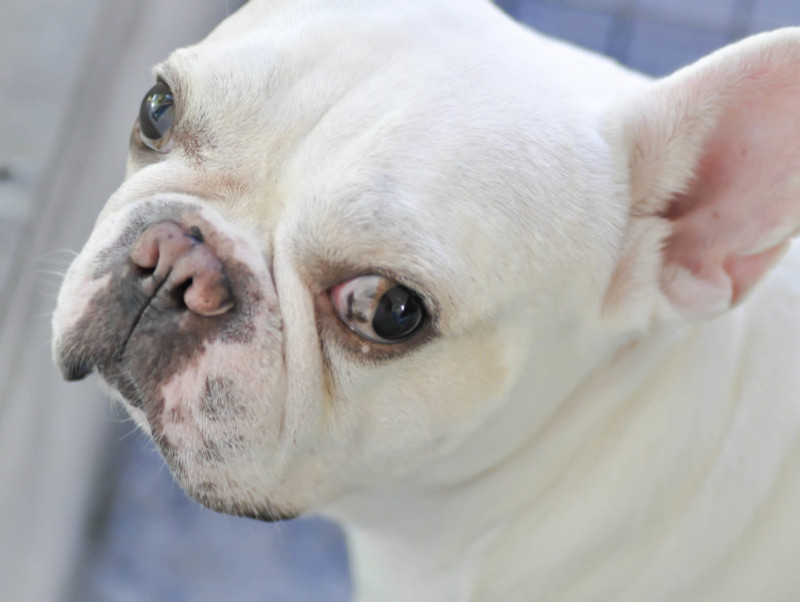 威嚇してるだけじゃない 犬が唸る 理由と状況別しつけ法 記事 わんにゃ365 今日も明日もワンダフル