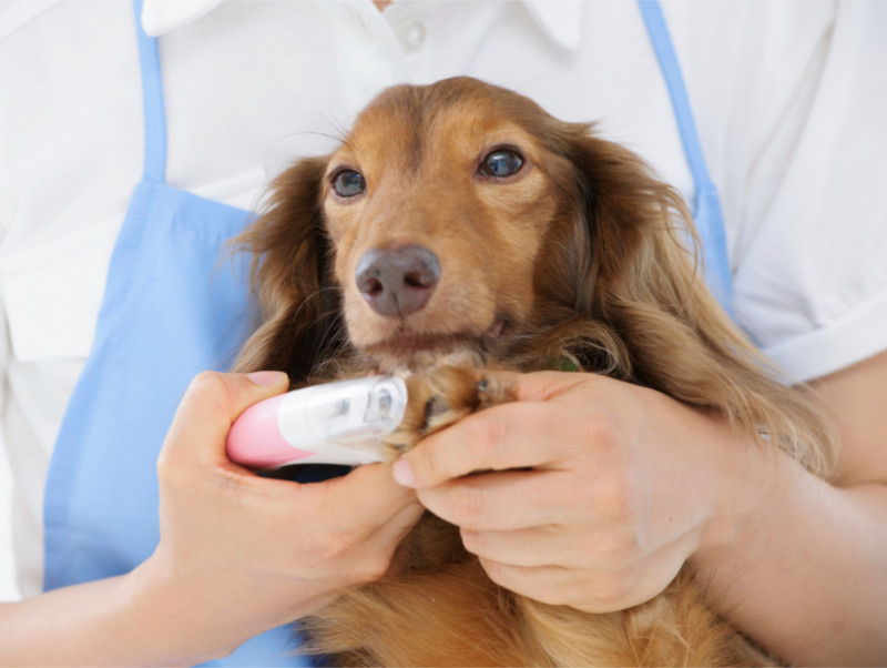 伸びたままだとトラブルに 犬の爪 を切るタイミングとお手入れのコツ 記事 わんにゃ365 今日も明日もワンダフル