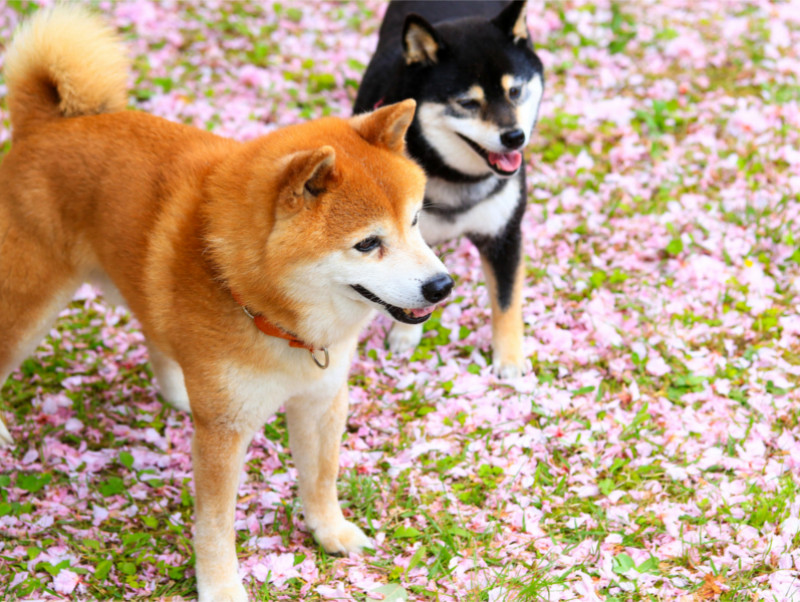 犬の男の子と女の子はどう違う 性格やかかりやすい病気を獣医師が解説