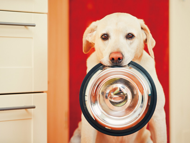 食事中に手を出しちゃダメ ごはんの時間が楽しくなる 犬のしつけ方 記事 わんにゃ365 今日も明日もワンダフル