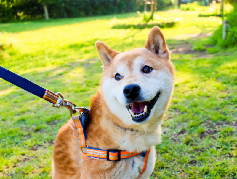 ルールを守って楽しもう 都内の公園で 犬 飼い主 が守るべきマナー5選 記事 わんにゃ365 今日も明日もワンダフル