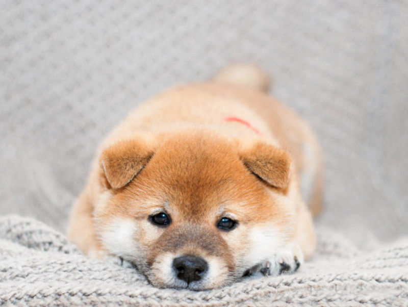 尾追い行動に注意 柴犬の飼い主が知っておきたいケガ 病気3選 記事 わんにゃ365 今日も明日もワンダフル