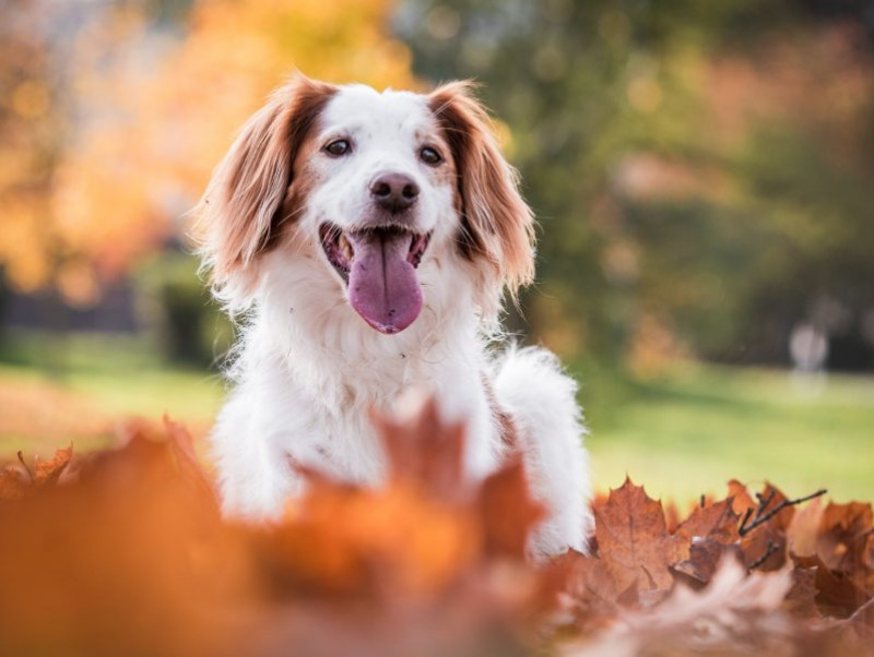 過ごしやすい時期こそ要注意 犬の 季節の変わり目で注意すること 記事 わんにゃ365 今日も明日もワンダフル