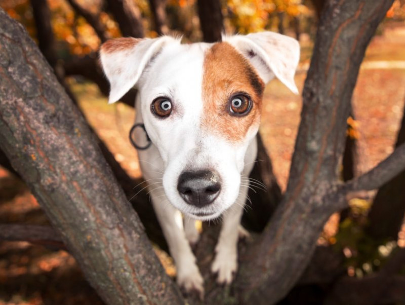 獣医師執筆 犬の眼を健康に保つために 健康ケア に取り入れたい食べ物3つ 記事 わんにゃ365 今日も明日もワンダフル