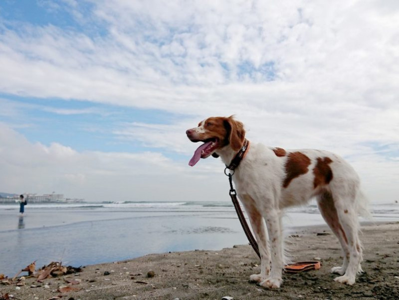 3つのポイントで劇的変化 カメラマンに教わる 犬の撮り方 レクチャー編 記事 わんにゃ365 今日も明日もワンダフル