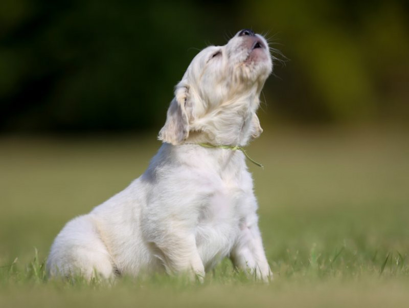 犬が遠吠えをするのは祖先がオオカミだから 鳴く理由 対処法 を徹底解説 記事 わんにゃ365 今日も明日もワンダフル