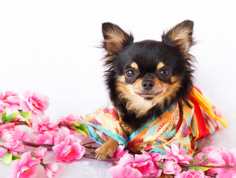 写真館にインタビュー 愛犬の幸せを祈念して わんちゃんの七五三 に挑戦しよう 記事 わんにゃ365 今日も明日もワンダフル