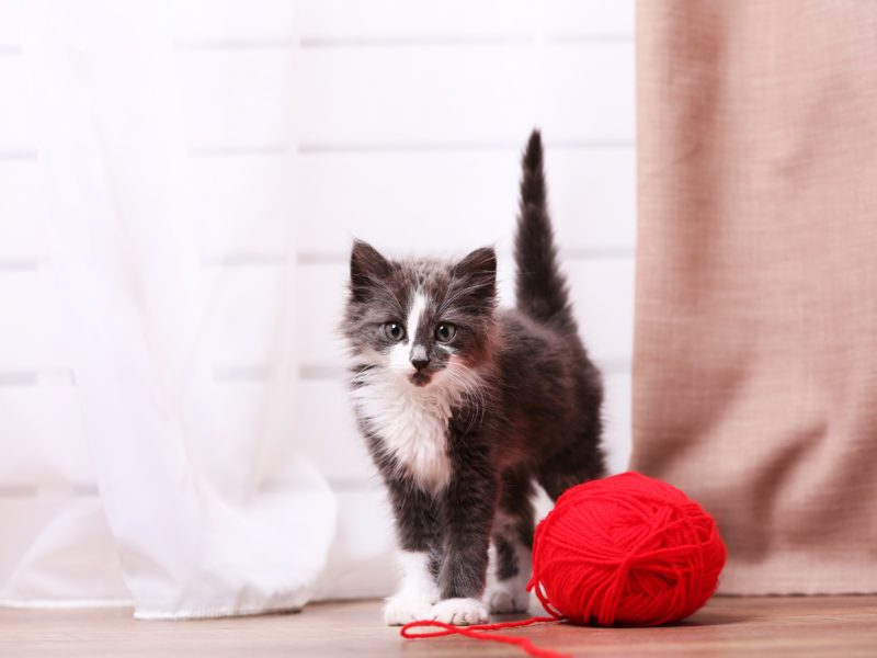 【獣医師執筆】うれしいの?怒ってるの?「猫のしっぽ」からわかる猫の気持ち