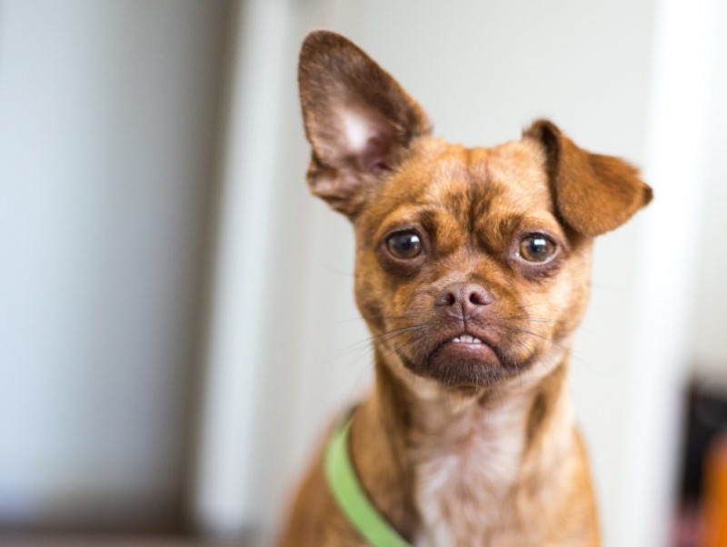 家族の足音まで聞き分ける まだまだ知らない 犬の耳 役割とお手入れ方法 記事 わんにゃ365 今日も明日もワンダフル