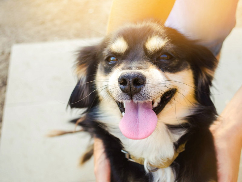 かわいい寝顔に癒やされる 犬を飼っていてよかったと思う瞬間 5選 記事 わんにゃ365 今日も明日もワンダフル