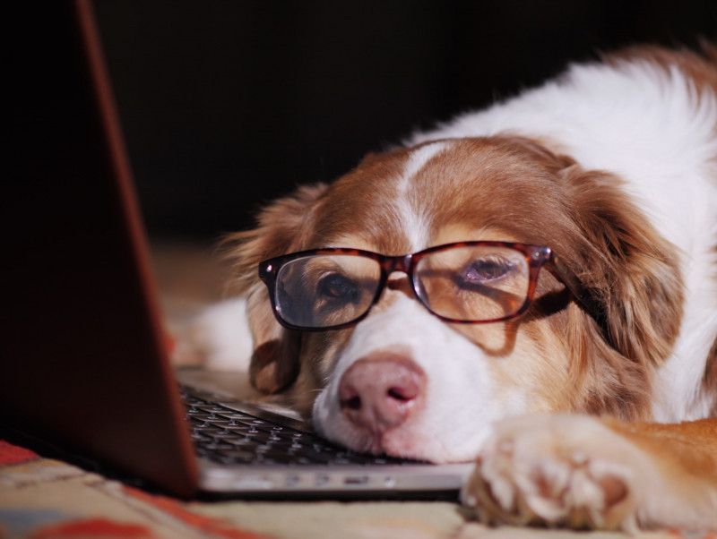 犬も ストレス を感じるの 身体や心に良い影響を与える対策とは 記事 わんにゃ365 今日も明日もワンダフル