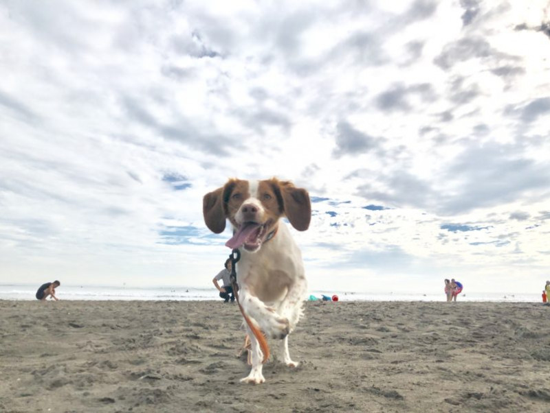 3つのポイントで劇的変化 カメラマンに教わる 犬の撮り方 実践編 記事 わんにゃ365 今日も明日もワンダフル