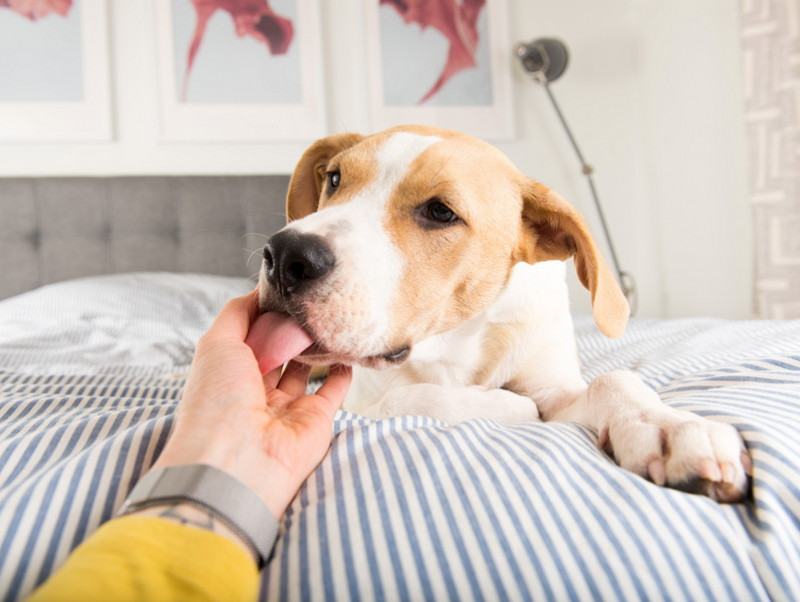 当たり前だけど実は知らない 犬がペロペロする 舐める 行動の心理について 記事 わんにゃ365 今日も明日もワンダフル