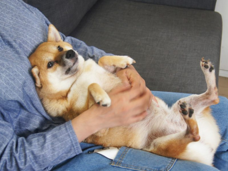 実は知らないことだらけ！初めての「わんちゃんしつけ教室」～前編 