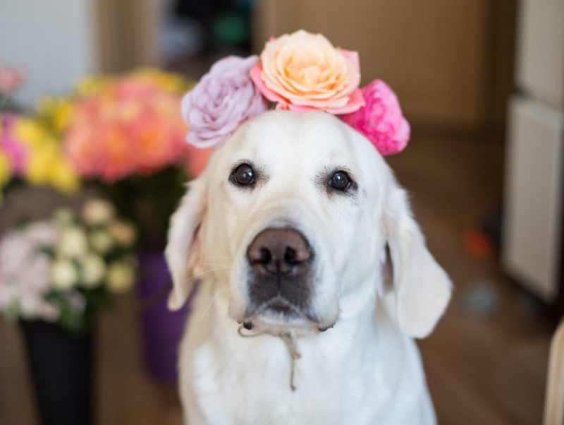 飼い主さんとの楽しい思い出が重要 犬の 記憶力 についてわかってきたこと 記事 わんにゃ365 今日も明日もワンダフル