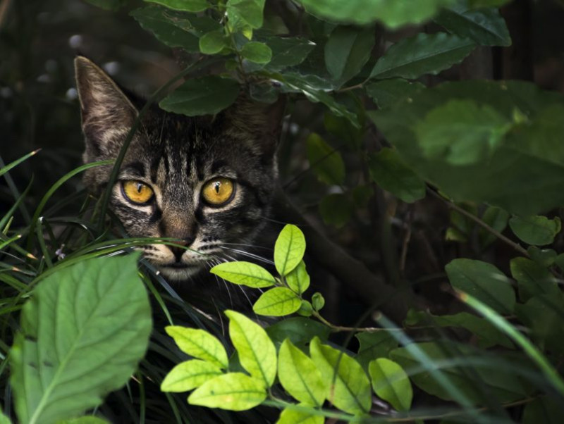 猫探しは真夜中が勝負 見つけるコツは 狭い場所 をくまなくチェック 記事 わんにゃ365 今日も明日もワンダフル