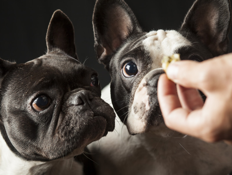 獣医師執筆 ゴミ箱あさりが直らない 犬が 何でも食べちゃう いくつかのパターン 記事 わんにゃ365 今日も明日もワンダフル