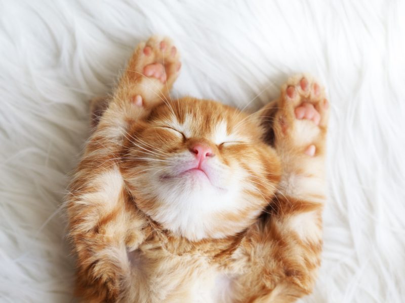 犬派の人にこそ知ってほしい!猫が持つ「ステキな魅力」3つ